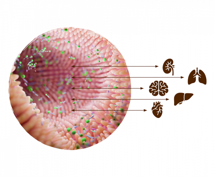 Illustration du microbiome